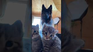 My dogs babysit tiny kittens #dogs #kittens #funnydogs