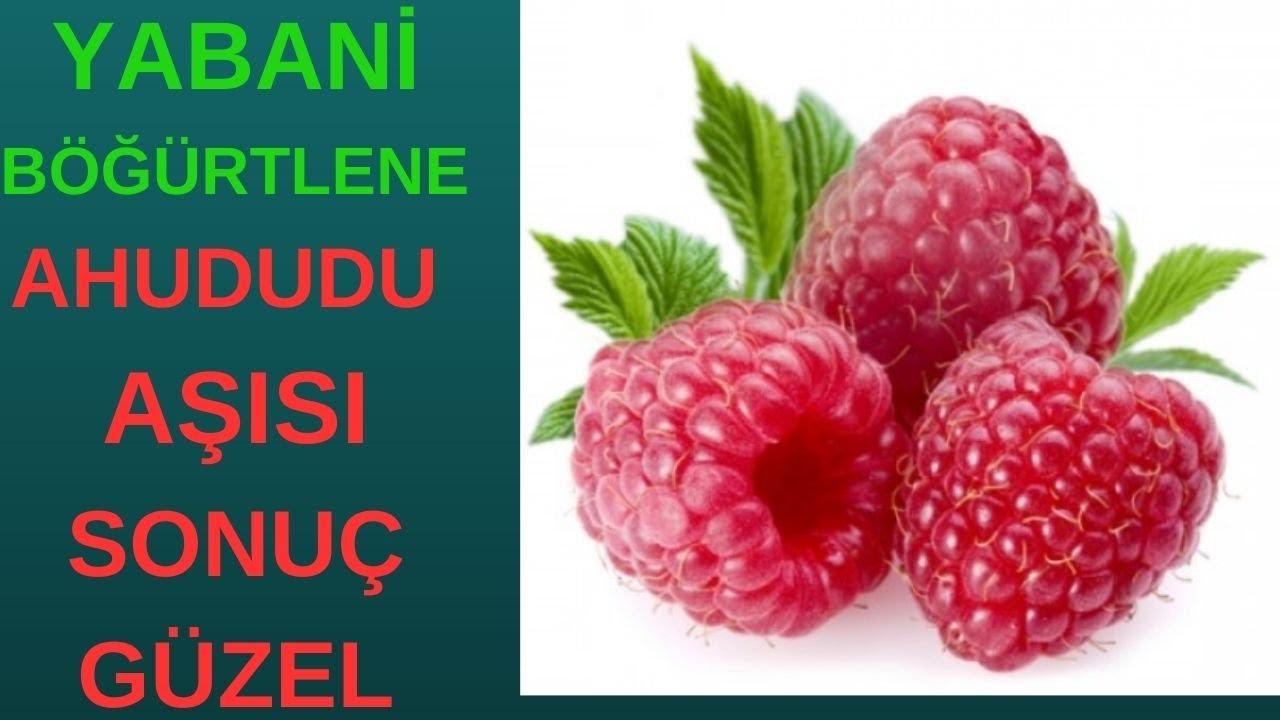 YABANİ BÖĞÜRTLENE DİKENSİZ AHUDUDU  AŞISI