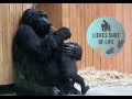 GORILLA THANDIE AND HER AUNTIE AMAHORO