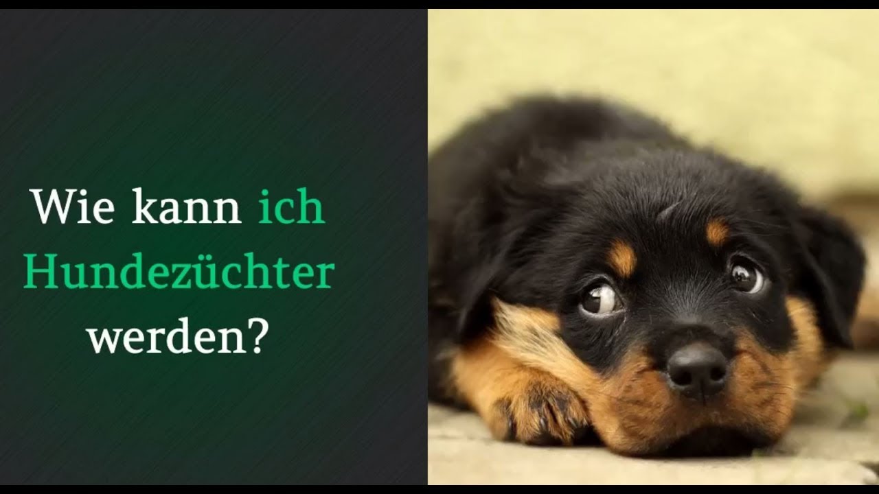 New Wie kann ich hundezüchter werden?
