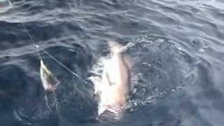 Deepwater Hapuka - R Fishing, New Zealand