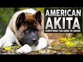 AKITA 101! Everything You Need To Know About The AMERICAN AKITA! の動画、YouTube動画。