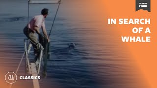 In Search of a Whale