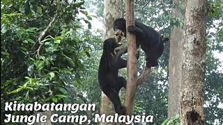 Kinabatangan Jungle Camp | Orangutans, Sun Bears, Long tailed Macaques ,Borneo Pygmy Elephants