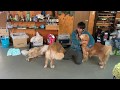 無言でカメラを回すとうちのユーチューバー犬はなにを始めるのか観察してみました