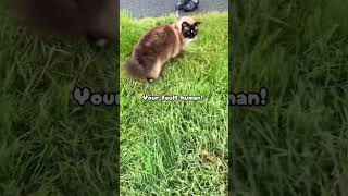 Ragdoll cat vs. Wet grass (He blames me) 😂 #catshorts #ragdollcat #ragdoll #catlife