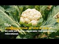 Cómo Cultivar 25 Hortalizas en Solo 1 Metro Cuadrado: Herramientas - TvAgro por Juan Gonzalo Angel
