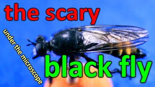 Black fly under the MICROSCOPE // invisible world