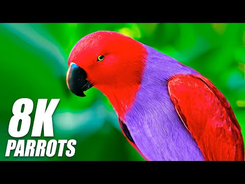 Amazing Parrots Special Collection In 8K Hdr 60Fps Video Ultra Hd
