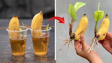 Video summary of 4 techniques for propagating bananas from fruit, simple and fastest