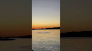 Dolphins at the shore at sunset #portstephens