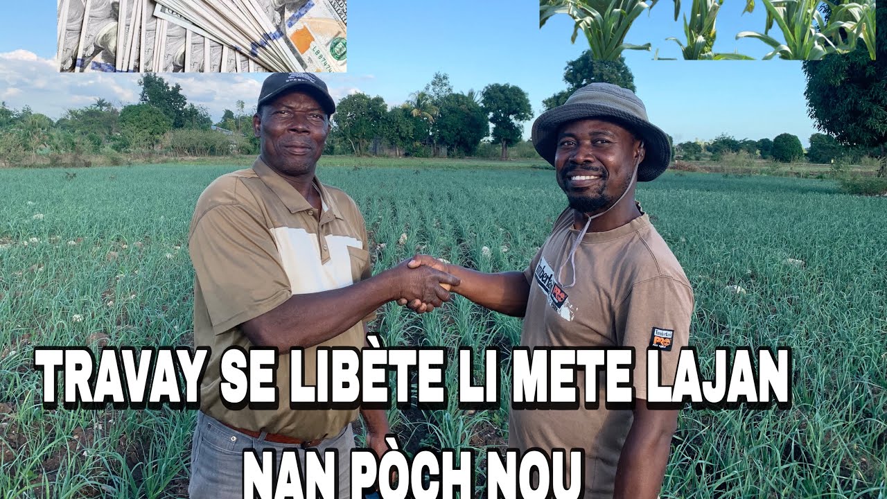 Vin Gade kòman Travay tè kapab mete lajan nan pòch ou #agro #haitianculture #agriculture 