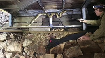 Massive Python Retrieved from Under House || ViralHog