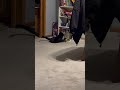 These cats are ruthless
