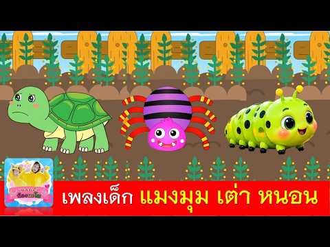 แมงมุมเต่าหนอน