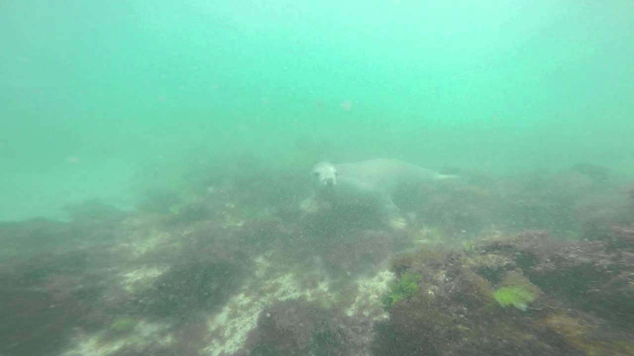 Freediving Perth Sea Lion (Seal) GoPro Hero Silver 4 YouTube
