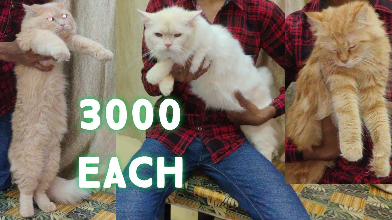 8555957105 saste Persian cats available in Hyderabad Persian cross cat in Dabeerpura