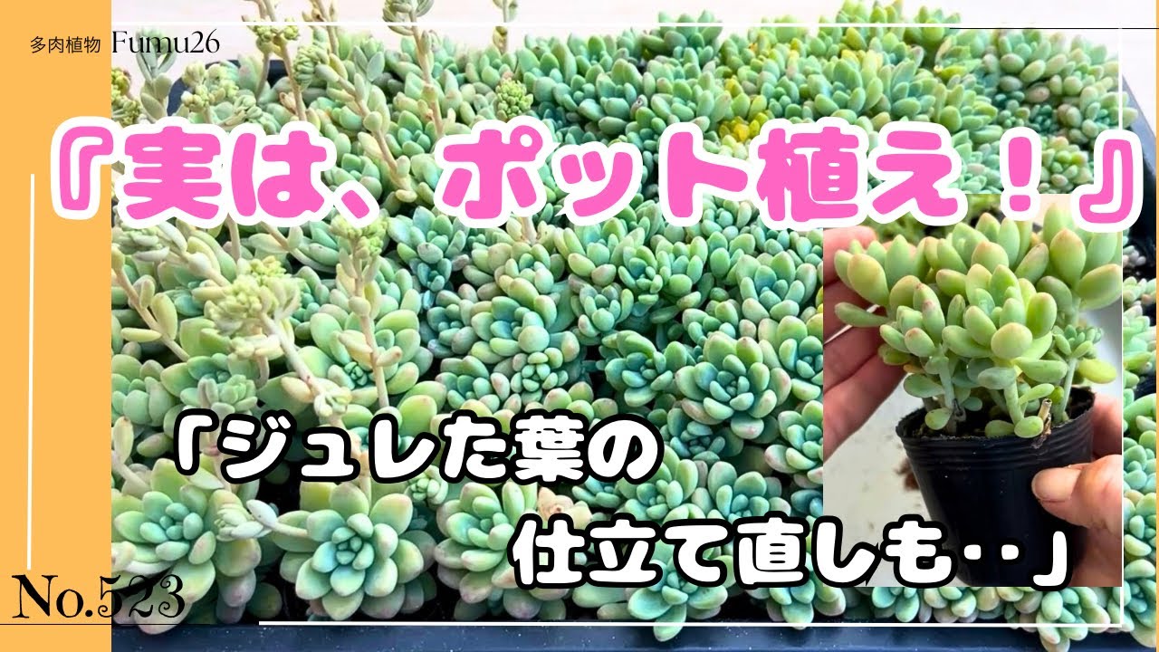 Surprise!] A whole field of succulents or so it seems? What's