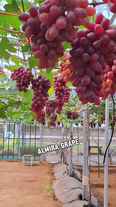 Tips Agar Buah Anggur Berbuah Manis