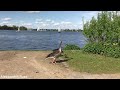 Дикие гуси у озера Альстер в Гамбурге. Wild geese are walking near the Alster lake in Hamburg.