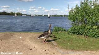 Дикие гуси у озера Альстер в Гамбурге. Wild geese are walking near the Alster lake in Hamburg.