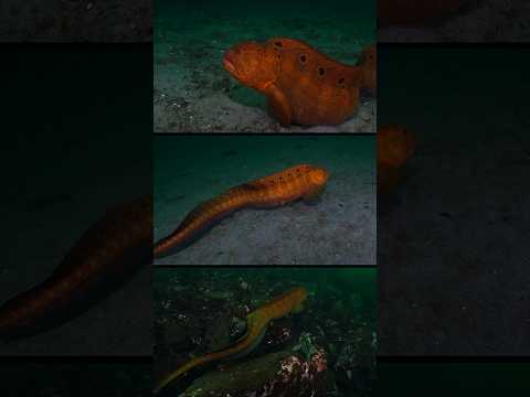 Have You Ever Seen An Orange Wolf Eel?