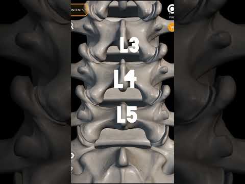ستون فقرات به زبان ساده