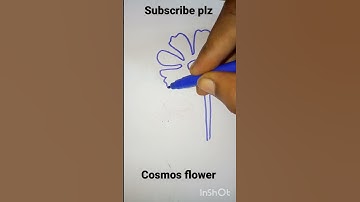 How to draw Cosmos flower 🍁easy drawing 🍁🍁