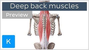 Deep muscles of the back: attachments, innervation and functions (preview) - Human Anatomy | Kenhub