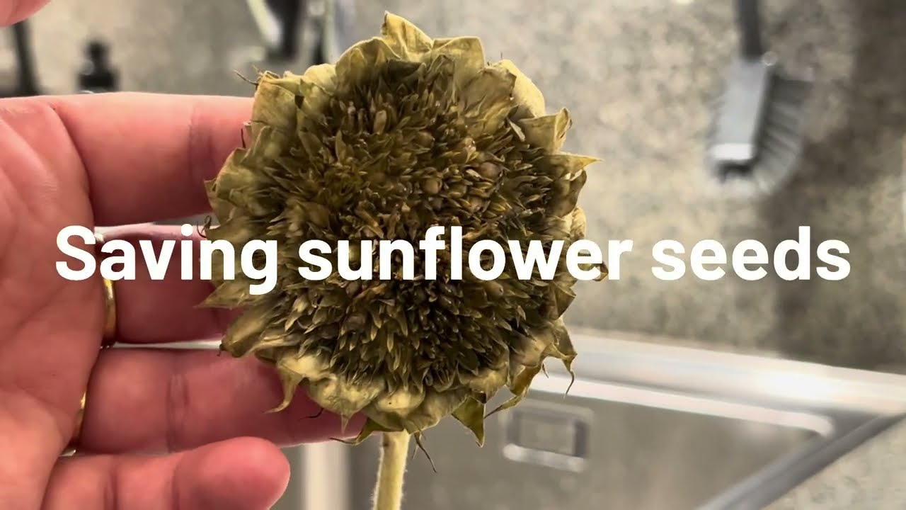 winter tasks for my flower farm