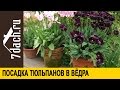 Посадка тюльпанов в ведра - 7 дач