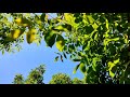 Best alarm tone to wake up. Best Morning Alarm Sound. Morning Alarm Ringtone Song. रिंगटोन