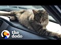 Stray cat decides to work at a car shop and greet every customer  the dodo cat crazy