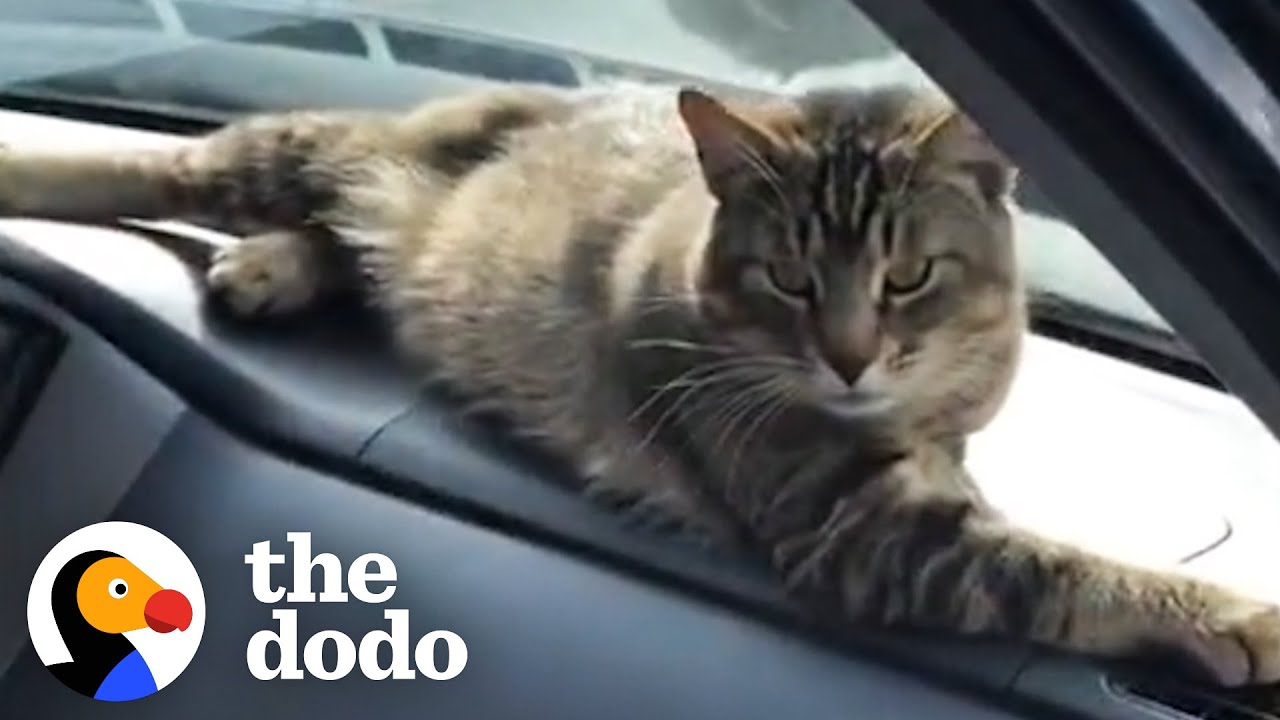⁣Stray Cat Decides To Work At A Car Shop And Greet Every Customer | The Dodo Cat Crazy