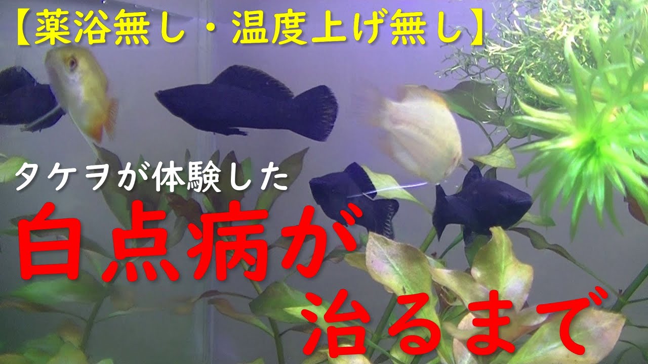 アクアリウム 温度上げ 薬浴無し タケヲが体験した白点病が完治するまで Aquarium Youtube アクアリウム 温度上げ 薬浴無し タケヲが体験した白点病が完治するまで Aquarium Youtube