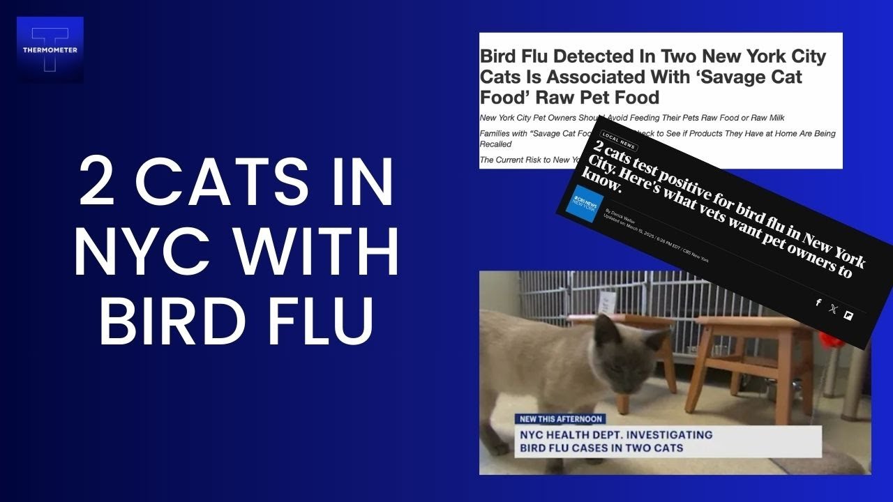 Bird Flu Alert: H5N1 Found in NYC Cats – What You Need to Know - YouTube