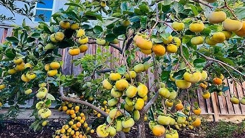 Hồng Giòn Nhật Bản Quả Vuông Ăn Không Cần Ngâm Cây Giống Mới Về Đẹp Giá Rẻ || Cây Hoa Việt