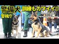 ボール大好き!! 警視庁警備犬のカワイイ訓練を激レア公開!!  Very cute japanese K-9 police dogs