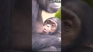 #21 #funny  #Chimpanzee Daily|😆🤣Taipei zoo#黑猩猩 #chimpanzee  #animals