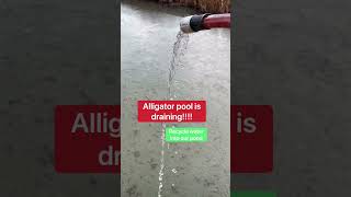 How Do I Clean The Alligator Pool In Winter??? 🥶🐊 #shorts #alligator