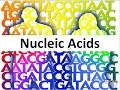 Nucleic Acids (honors biology) updated