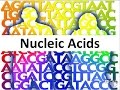 DNA Structure and Function Concepts