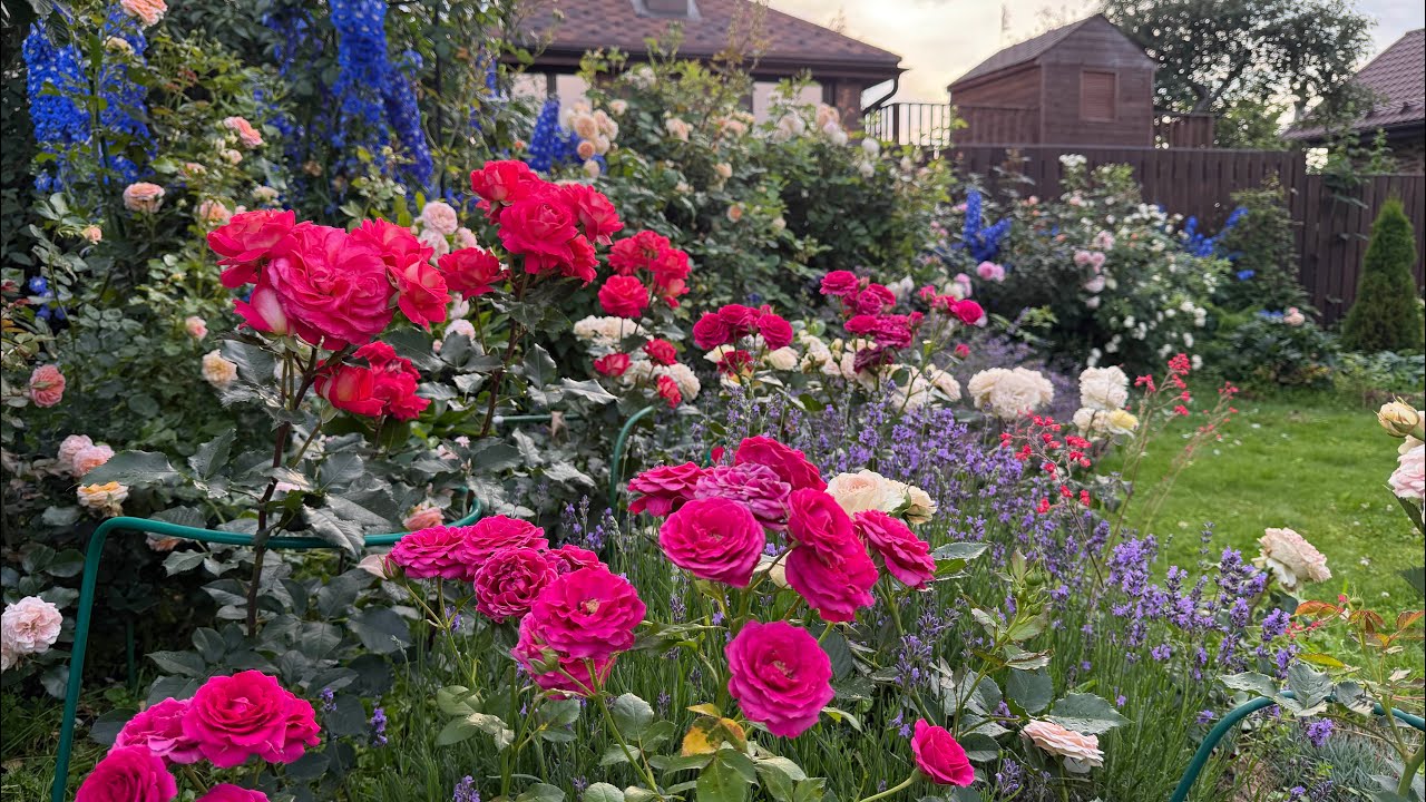 Распушились и благоухают! 🌹Розы цветут…