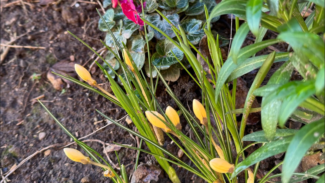 What is that yellow ball in the sky? 