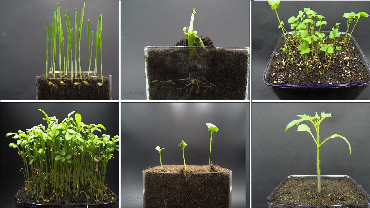 Growing Plants Time Lapse Compilation - 123 Days Of Growing in 2,5 Minutes