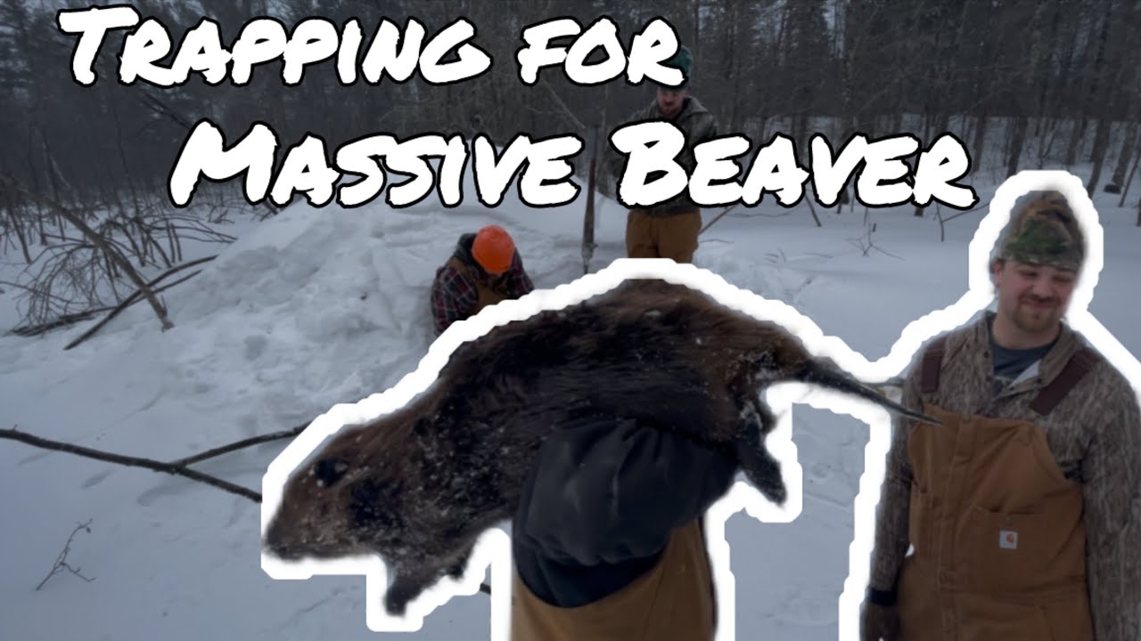 Beever Traps Setting Beaver Traps “Tips and Facts” - YouTube