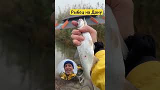 Ловим рыбца на Дону #рыбалка #fishing #рыбец #дон #карп #судак #щука