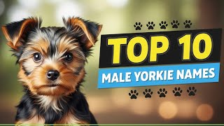 Top 10 Male Yorkie Names🐾💙
