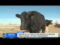 USDA awarding $105 million to projects to eradicate screw worms