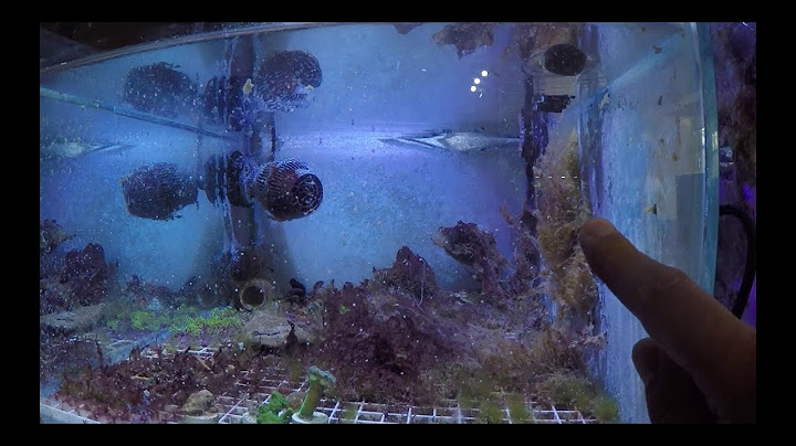 Un HORRIBLE PANTANO en mi acuario si lo ves da asco||||||😲😱💀